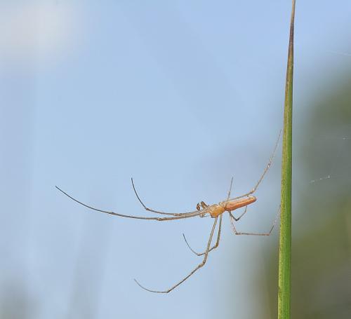 Réf. 214 036 : Tetragnatha extensa